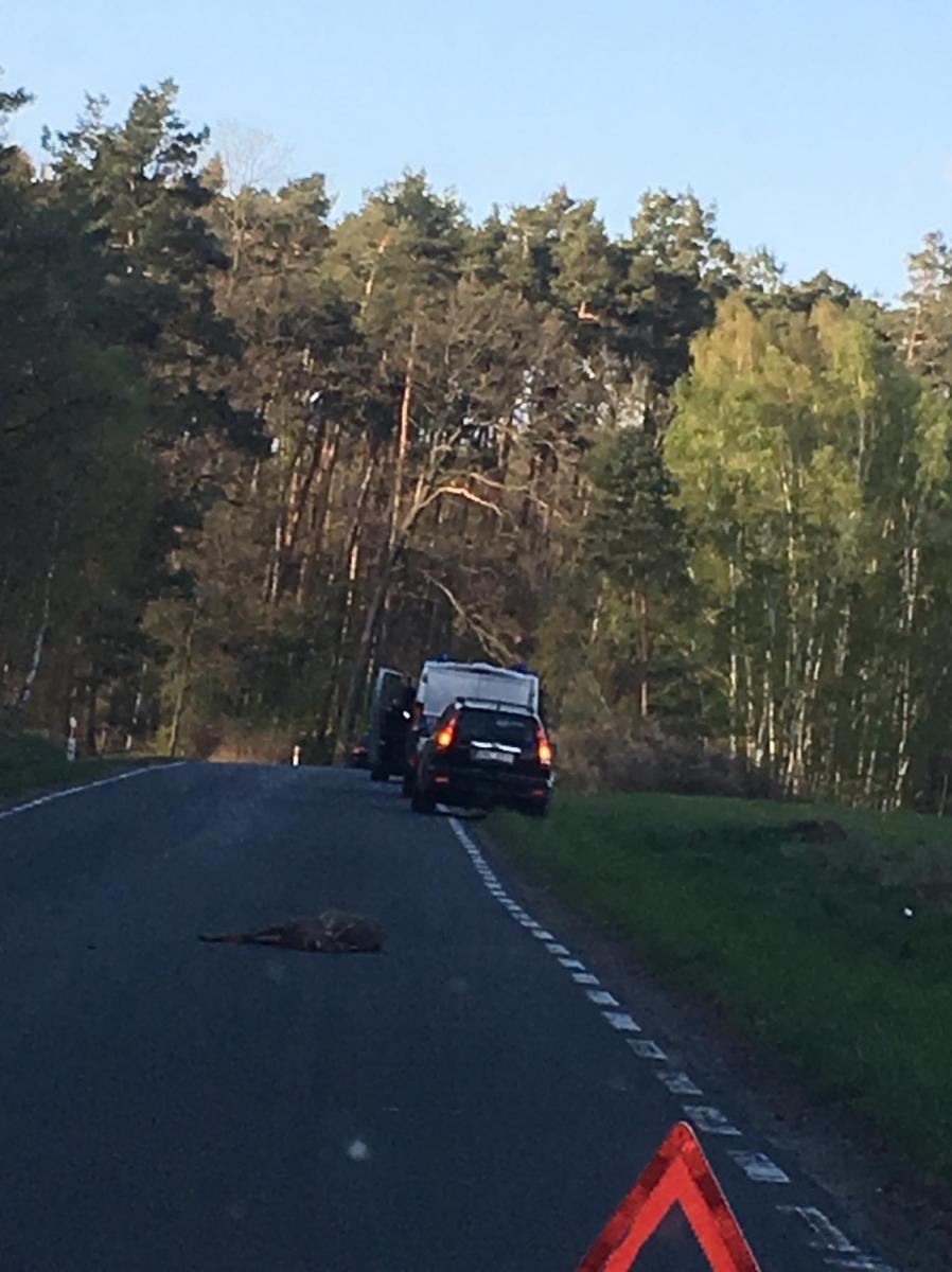 Stary Dwór - Wały. Uwaga na zwierzęta!