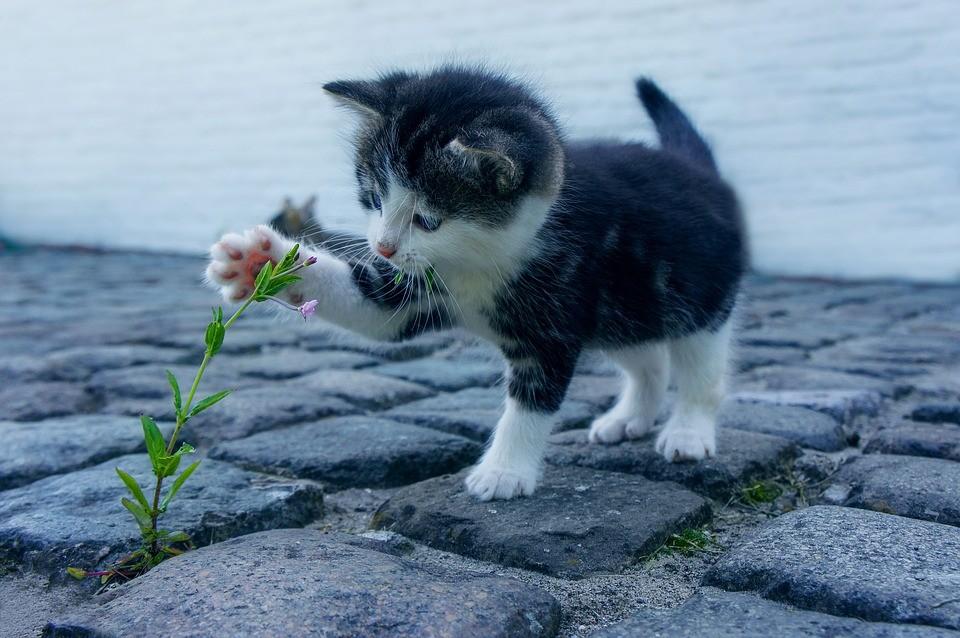Dziś Światowy Dzień Kota! Pokażcie swoje pupile