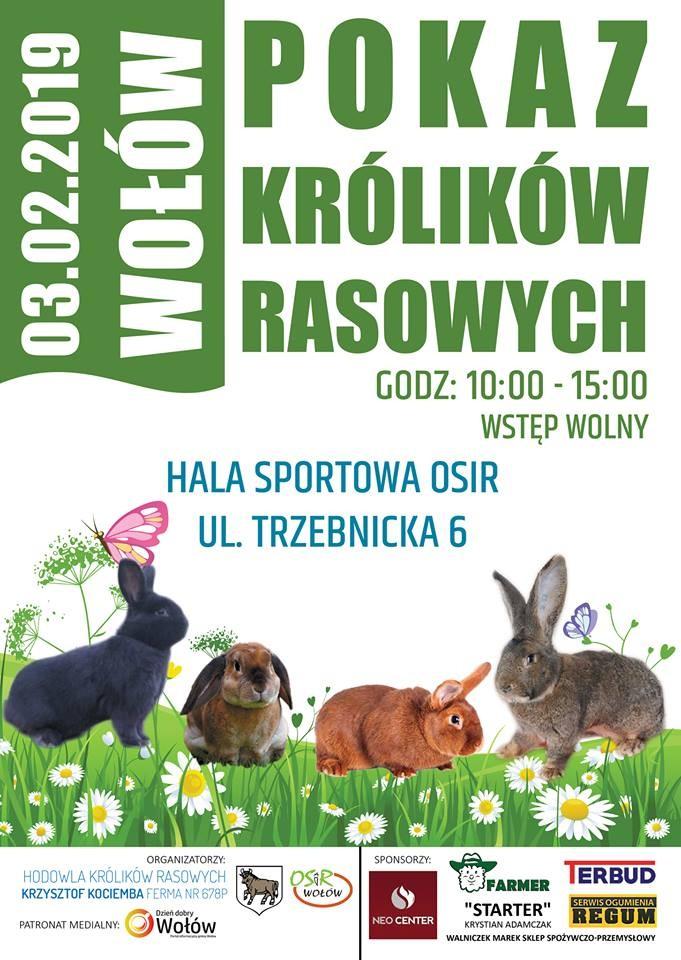 Pokaz królików rasowych po raz pierwszy w Wołowie!