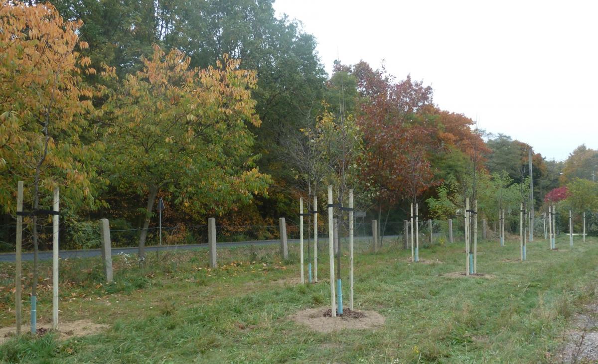 Posadzili 100 lip