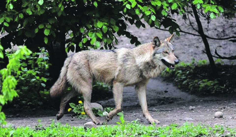 Uważaj na wilki!