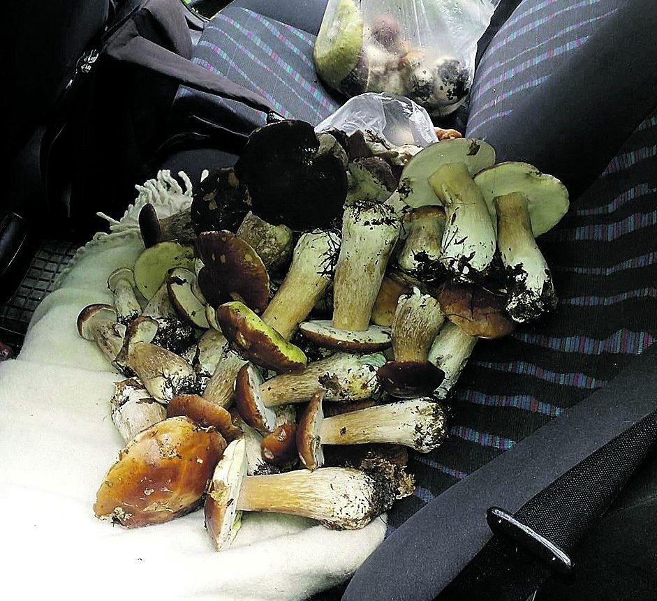 Policja radzi, grzybiarzu – zadbaj o swoje bezpieczeństwo!