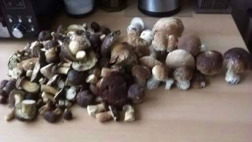 Czas na grzybobranie!