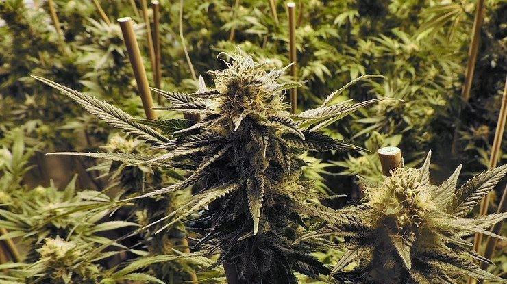 Kolejna plantacja konopii indyjskich zlikwidowana