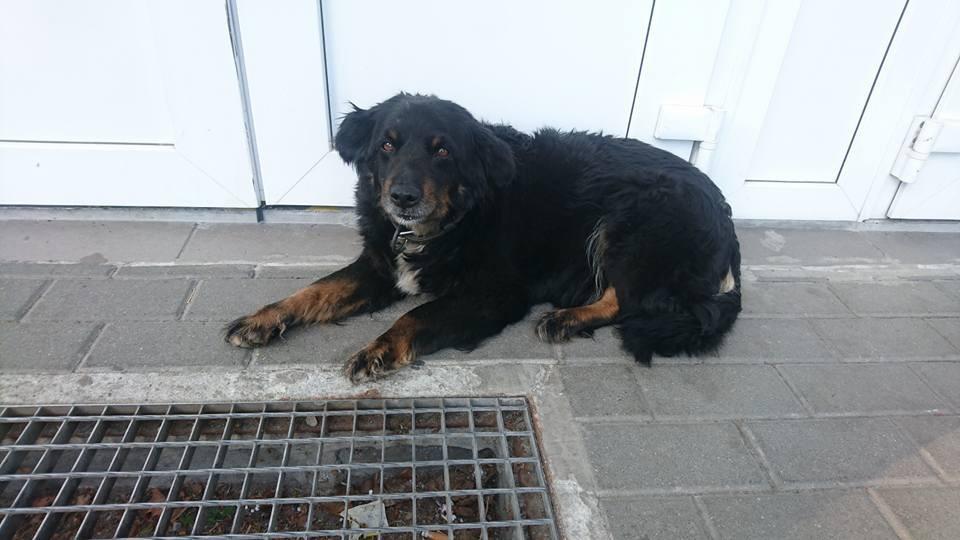 Poszukujemy właścicieli - psy do adopcji.