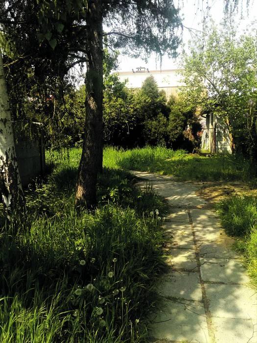 Trawa między topolową a jaworową