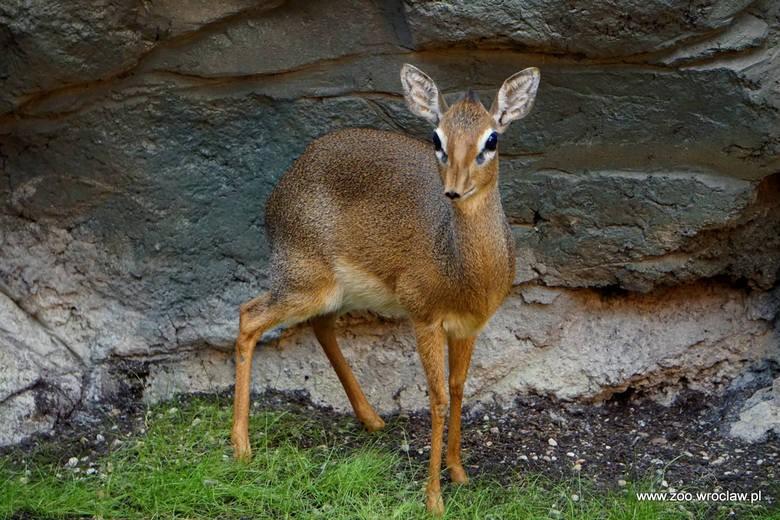 Najmniejsza antylopa świata urodziła się we wrocławskim zoo! [ZDJĘCIA]