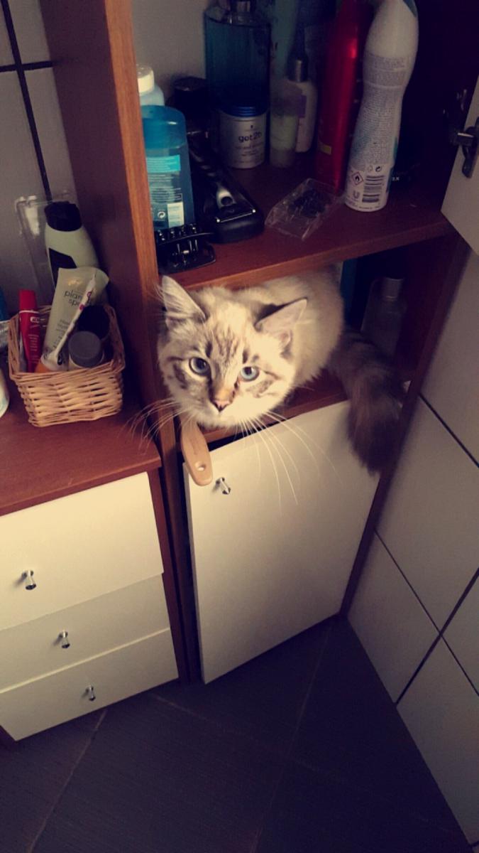 Za co kochacie swoje koty? - Światowy dzień kota!