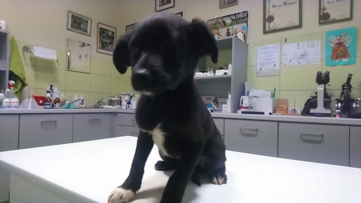 Po co kupować, jak można adoptować.