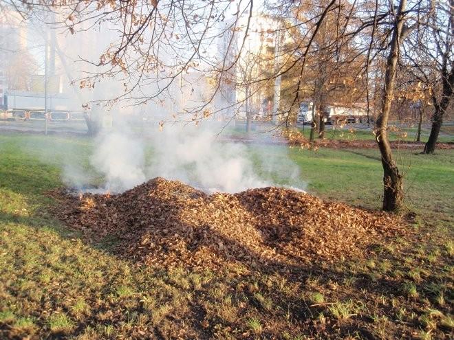 Czy wolno palić liście w swoim ogrodzie?