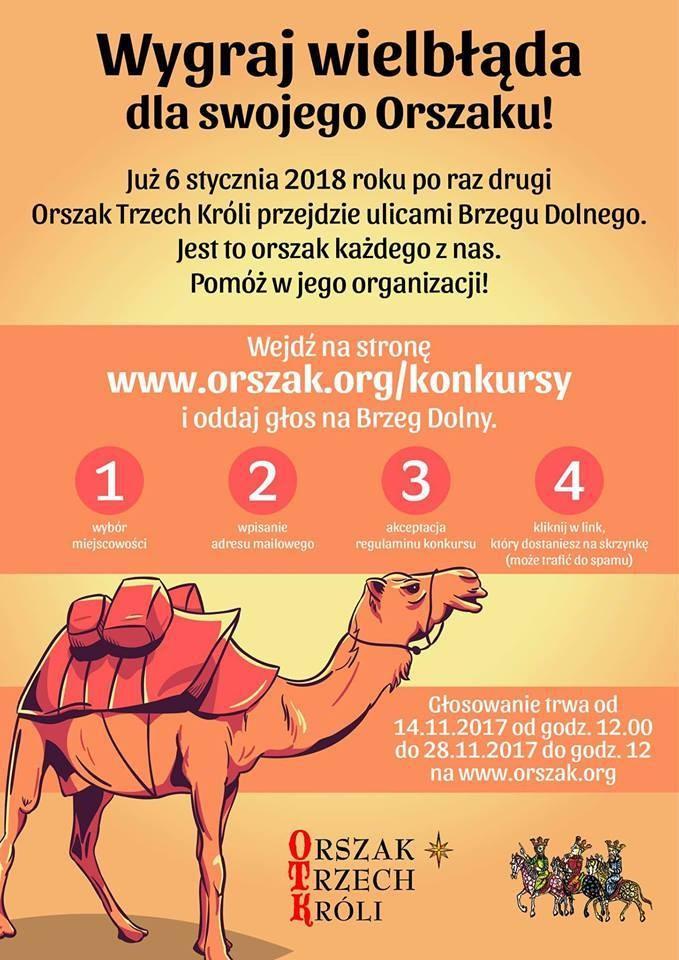 Brzeg Dolny walczy o wielbłąda, Wołów o korony. Głosujcie!