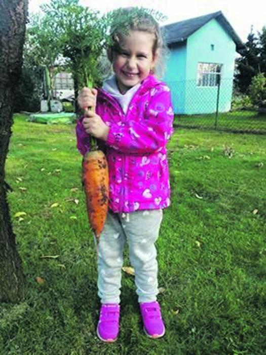 Marchewka gigant