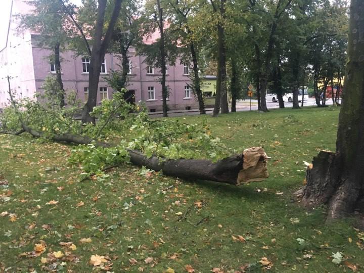 Powalone drzewa i mieszkańcy bez prądu po przejściu orkanu
