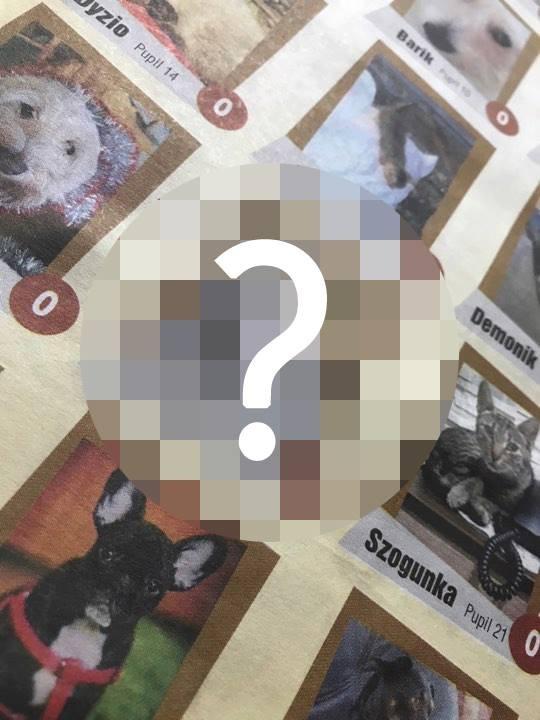 Kto prowadzi w konkursie Mój Pupil?