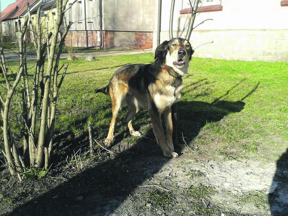 Zwierzaki czekają na adopcję