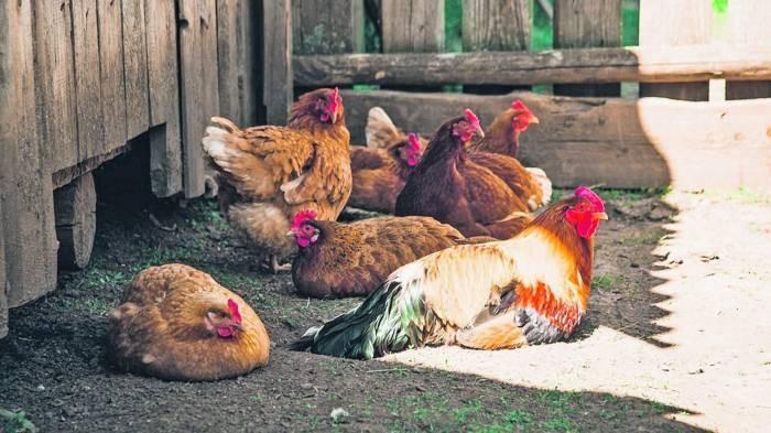 Epidemia ptasiej grypy. Będą kontrole gospodarstw w naszym powiecie 