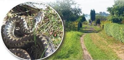Uwaga: żmije atakują! Pierwsza ofiara ukąszenia