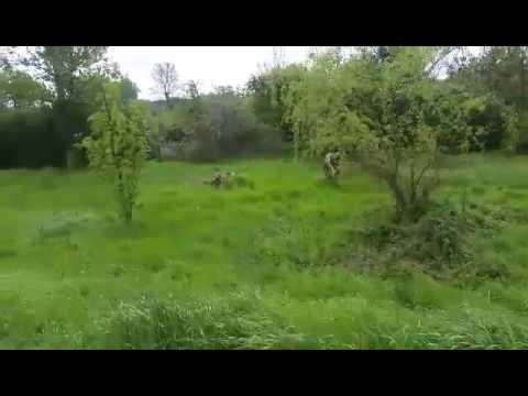 Zarośnięty teren (video)