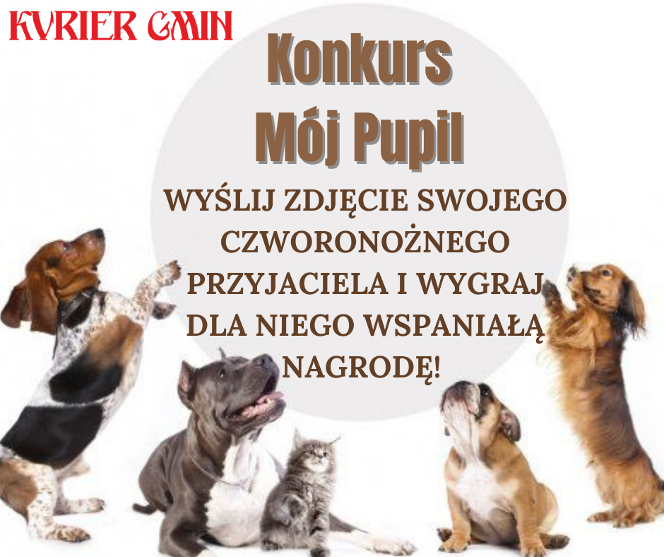 PUPIL POWIATU WOŁOWSKIEGO 2021