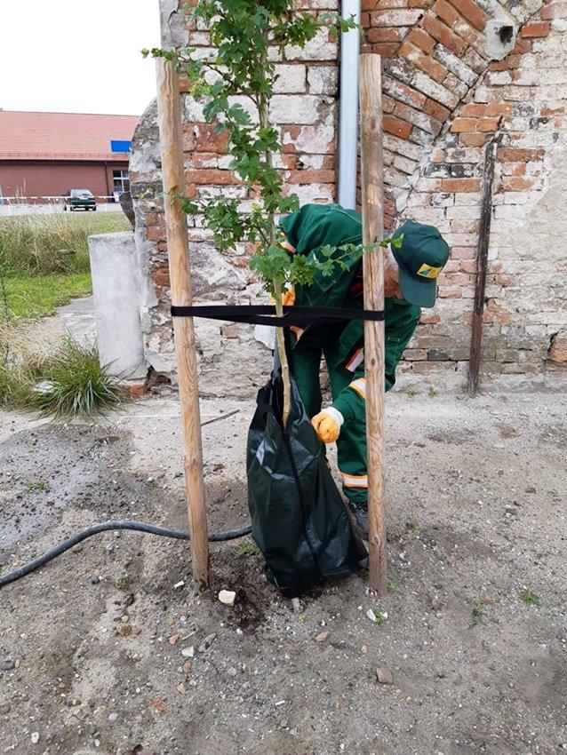 Takie rozwiązanie ma ułatwić utrzymanie zieleni