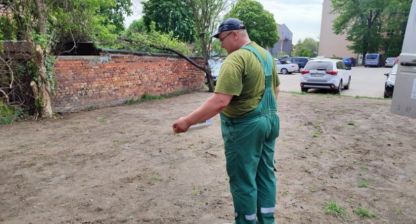 W Wołowie powstała pierwsza łąka kwietna