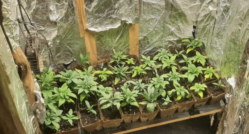 Policjanci zlikwidowali plantację konopi