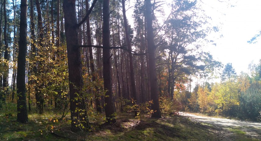 Piękna niedziela i spacer po lesie [WIDEO]