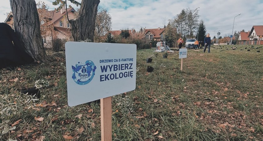 Posadzą kilkaset krzewów i drzew na Zielonym Zaułku