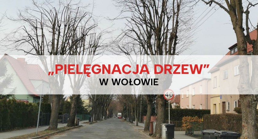 Rozpoczęła się wiosenna pielęgnacja drzew w Wołowie