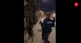 [WIDEO] Kozy na spacerze z policjantami w centrum Wołowa