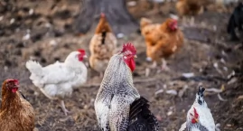 Alert weterynaryjny w powiecie wołowskim! Ptasia grypa i rzekomy pomór drobiu. Jak chronić swoje stada?