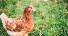 Ptasia grypa i rzekomy pomór drobiu zagrażają region&hellip;