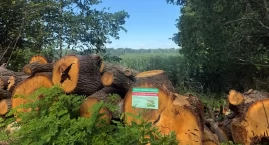 Nasze lasy wśród polskich puszcz. Wyjątkowe wyróżnie&hellip;