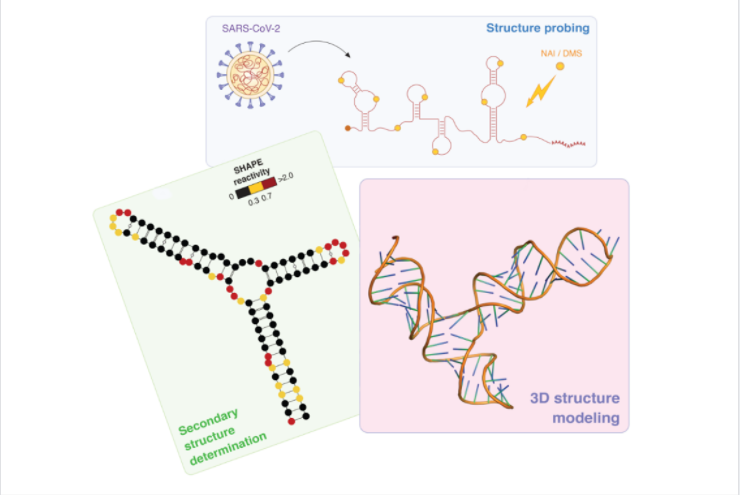 Struktura RNA genomu SARS-CoV-2 rozszyfrowana