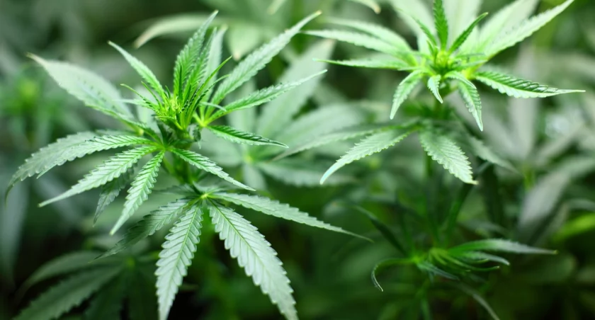 Czy marihuana powinna być w Polsce legalna?