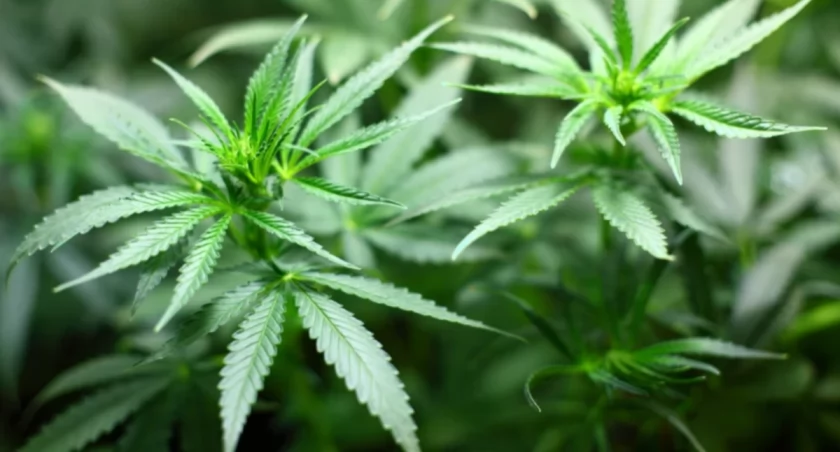 Ukraina legalizuje medyczną marihuanę 