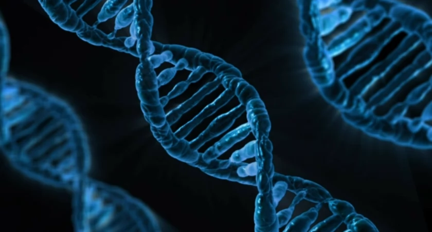 CRISPR przeciwko HIV. Naukowcy wyeliminowali wirusa HIV z zakażonej komórki