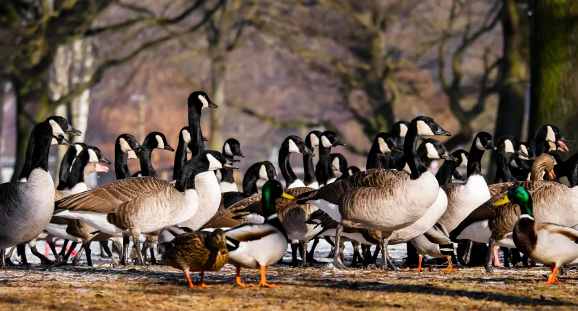 Śmiertelne zakażenie wirusem ptasiej grypy H5N1 od dzikiego ptactwa w Wietnamie