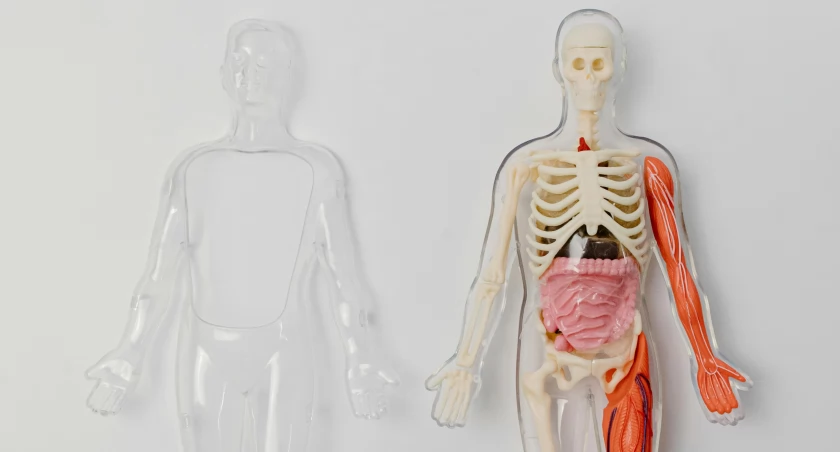 Polska transplantologia odbudowuje się