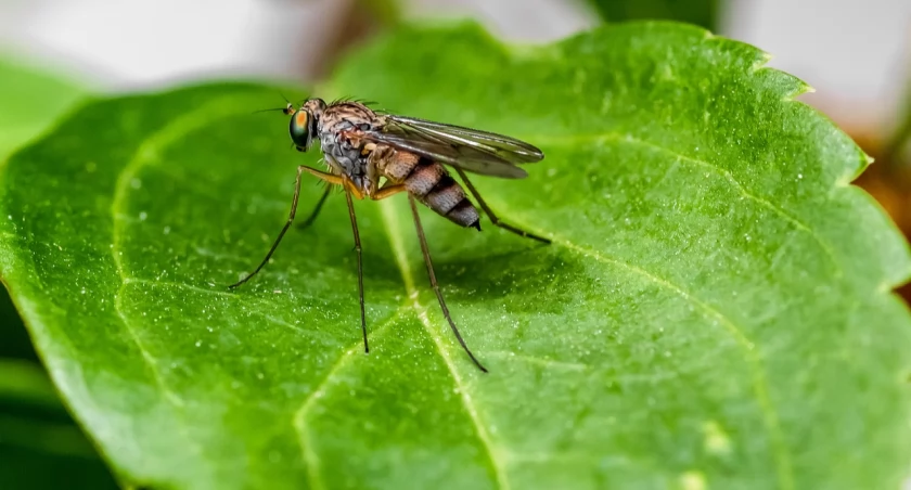 Pierwsza szczepionka przeciw alfawirusowi chikungunya zarejestrowana w UE