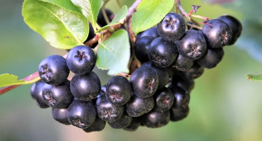 Polska aronia może wspierać leczenie chorób mózgu