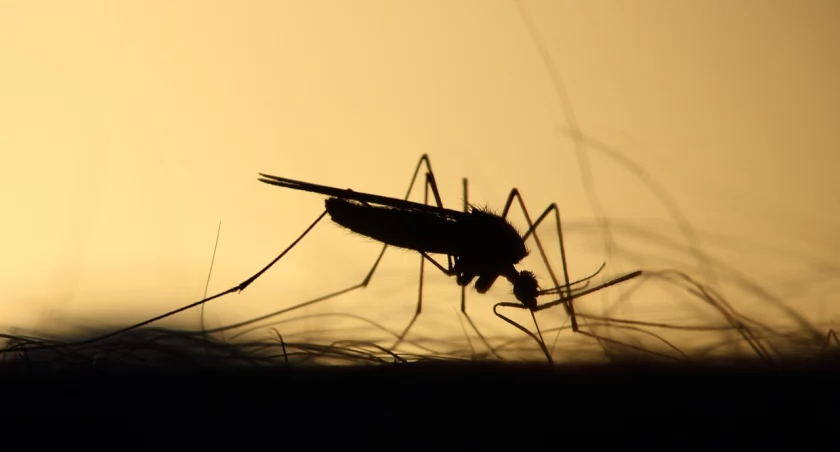 Zmiany klimatyczne i coraz trudniejsze leczenie malarii