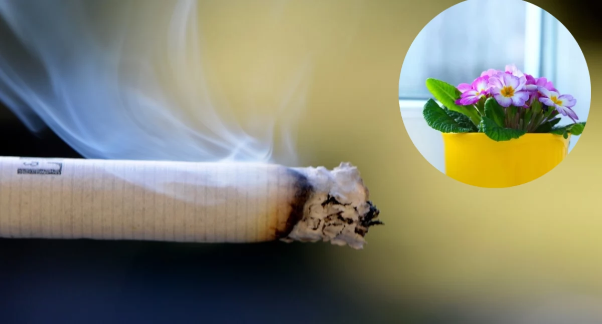 Dym papierosowy to zagrożenie nie tylko dla ludzi, ale i dla roślin