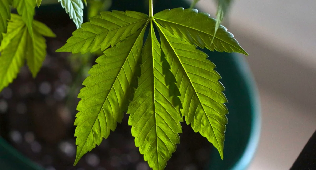 Od jutra nowe zasady – marihuana i fentanyl nie będą dostępne w tzw. receptomatach