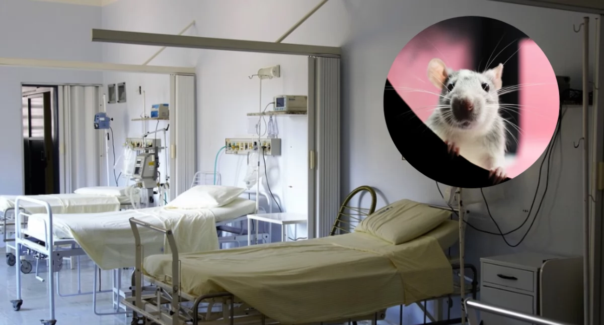 Dziecko zmarło po zatruciu trutką na szczury. 