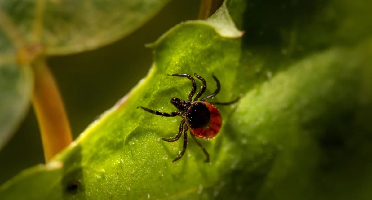Eksperci ostrzegają: Kleszczowe zapalenie mózgu staje się coraz większym zagrożeniem