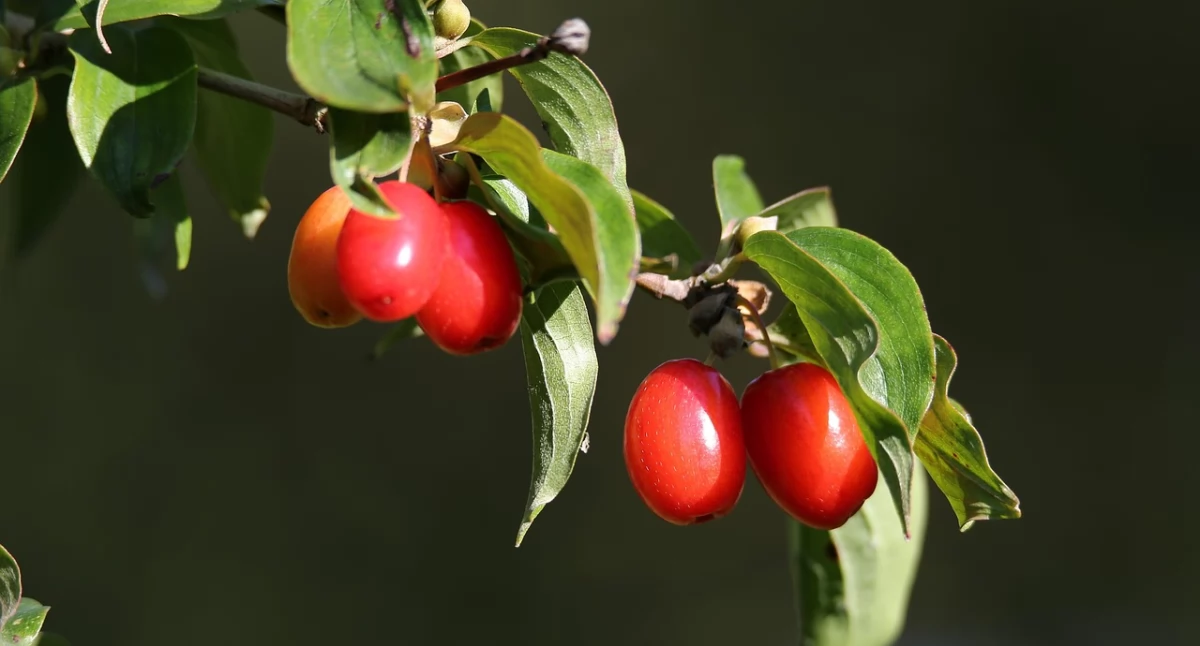 Jak preparat z owoców derenia pomaga osobom powyżej 50. roku życia w walce z niedotlenieniem?