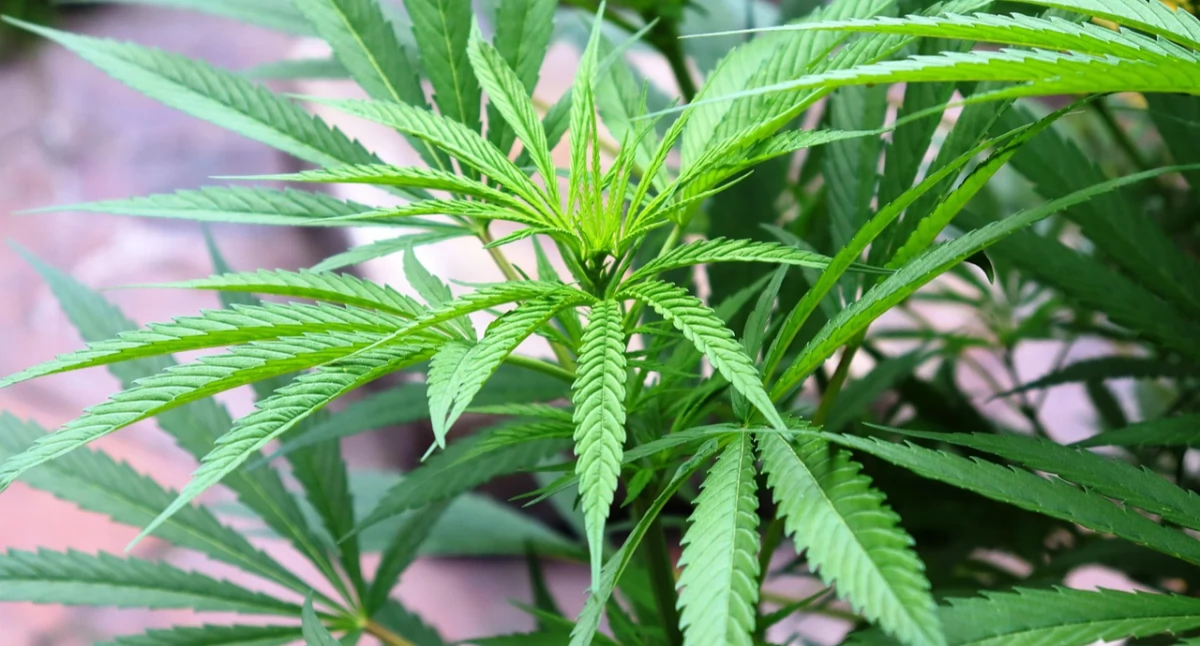 Marihuana może poważnie zaszkodzić sercu. Naukowcy alarmują: wzrasta liczba udarów i zawałów