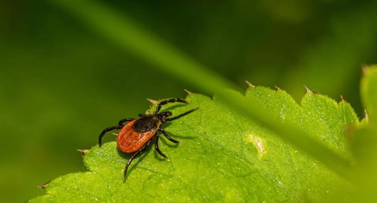 Zatrzymać infekcję u źródła. Przełomowy trop w badaniach nad chorobami odkleszczowymi