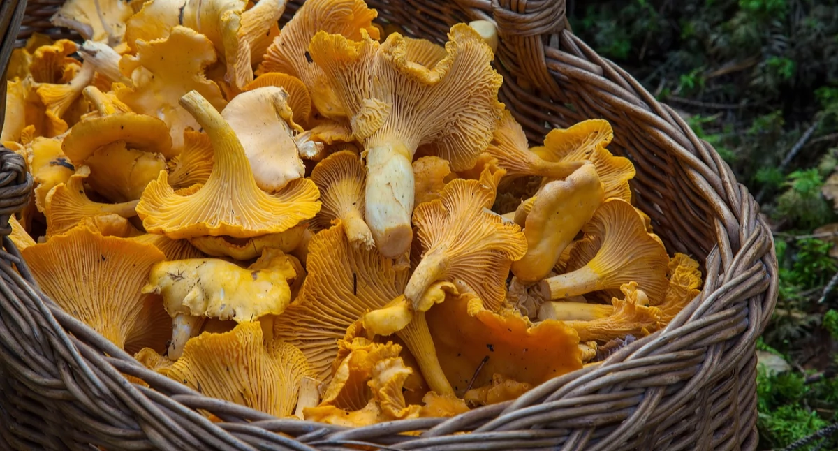 Toksykolog ostrzega: nawet kawałek trującego grzyba może zabić